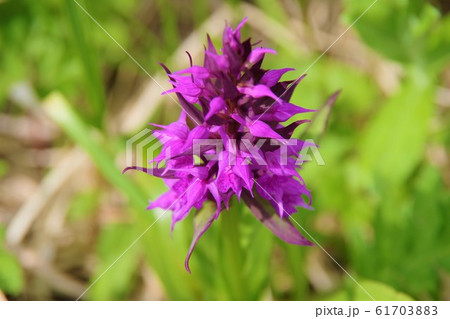 ハクサンチドリ 6月 八幡平 ハクサンチドリ 6月 八幡平 61703883