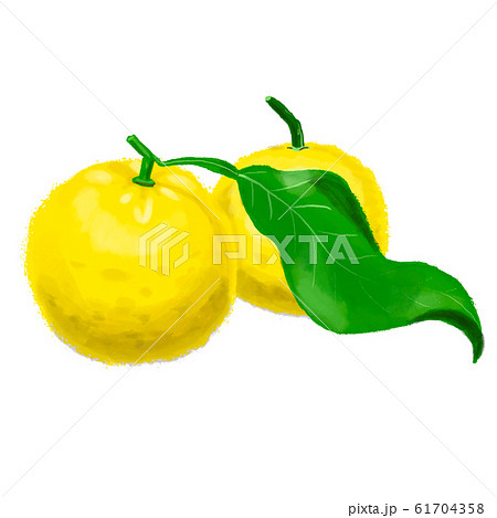 ゆず ゆず 61704358