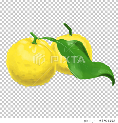 ゆず ゆず 61704358