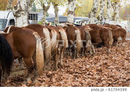 horses back view in  market place 61704399