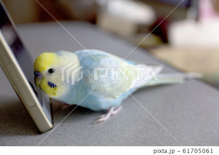セキセイインコ　コンパニオンバード　スマートフォン 61705061