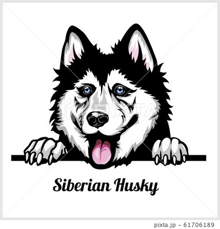 Siberian Husky - Peeking Dogs - breed face head isolated on white Siberian Husky - Peeking Dogs - breed face head isolated on white 61706189