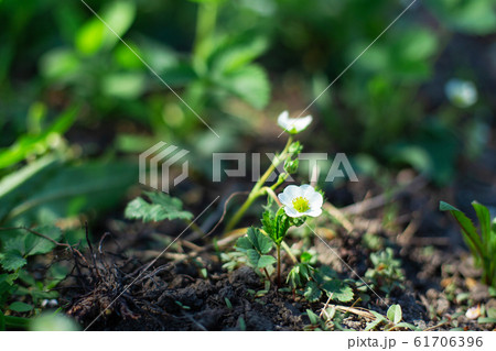 blooming flowers on strawberry bushes in the 61706396
