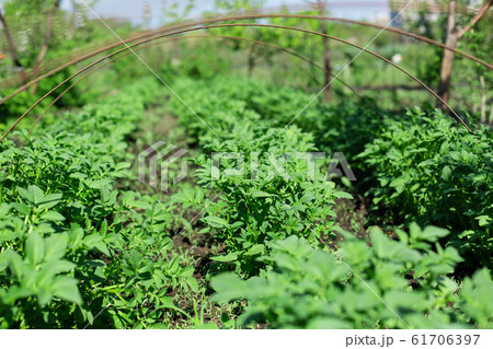 garden with potatoes planted in rows. Agriculture 61706397