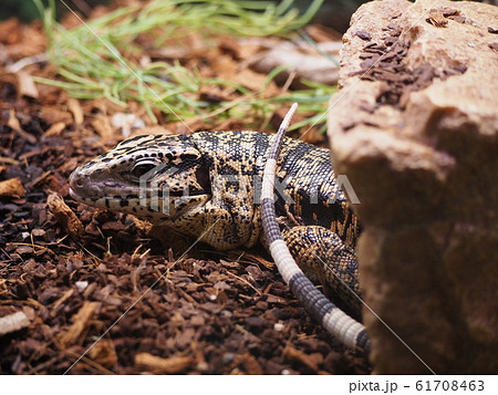 シェルターに入る大型トカゲ、ゴールデンテグー 61708463