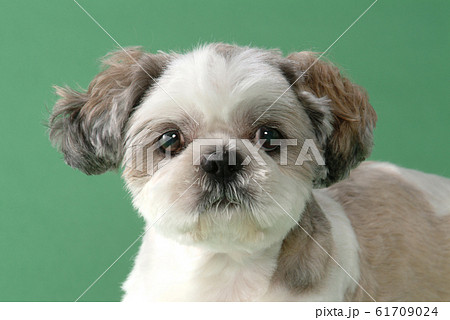 かわいいシーズーの写真素材