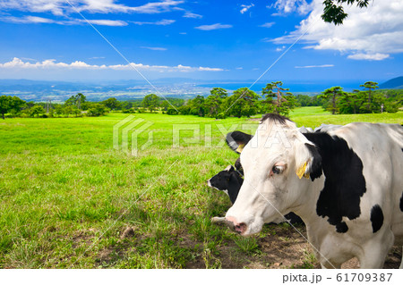 大山放牧場のホルスタイン〜8月 大山放牧場のホルスタイン〜8月 61709387