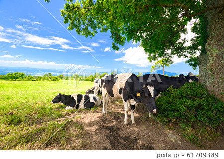 大山放牧場のホルスタイン〜8月 61709389