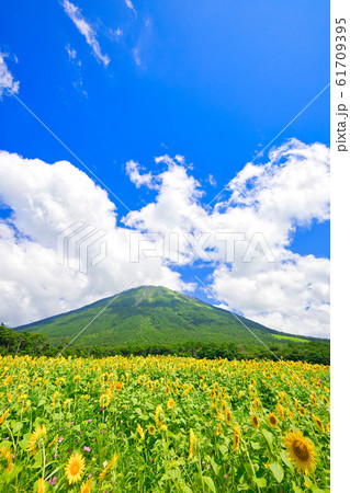 伯耆大山〜夏〜ひまわりの花とコスモスの花 伯耆大山〜夏〜ひまわりの花とコスモスの花 61709395