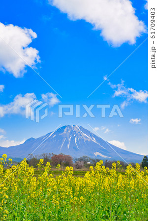 大山と菜の花 大山と菜の花 61709403