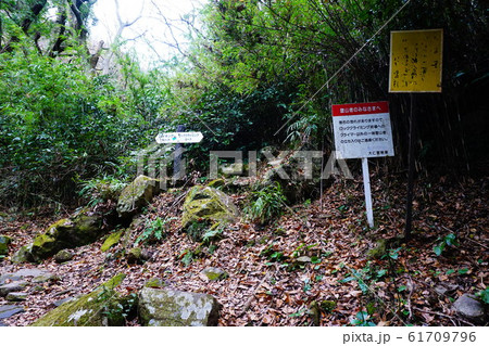 伊豆 城山ハイキングコース クライミングコースへの分岐 伊豆 城山ハイキングコース クライミングコースへの分岐 61709796