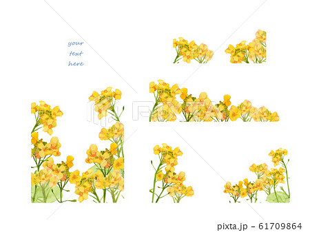 菜の花フレーム＆バナー 61709864