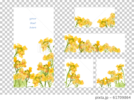菜の花フレーム＆バナー 61709864