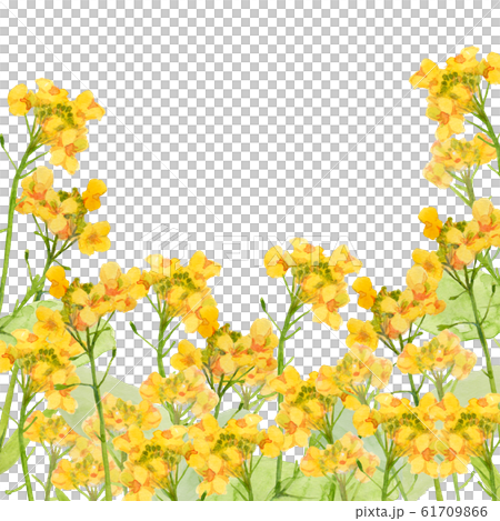 Rape blossoms watercolor painting 61709866