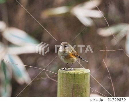 ルリビタキ 61709879