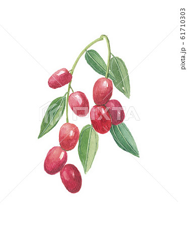 棗　ナツメ 61710303