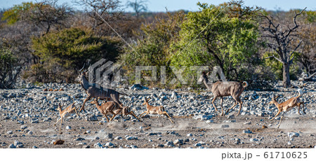 Kudus and Impalas running around a waterhole Kudus and Impalas running around a waterhole 61710625