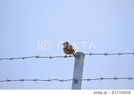 大牟田市 三池港 ジョウビタキ 大牟田市 三池港 ジョウビタキ 61710926