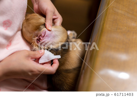 犬の耳の掃除をする女性 カニンヘンダックスフンド 犬の耳の掃除をする女性 カニンヘンダックスフンド 61711403