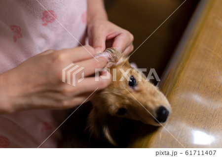 犬の耳の掃除をする女性 カニンヘンダックスフンドの写真素材