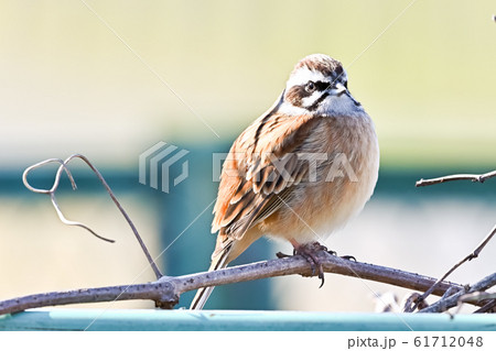 ホオジロ 61712048