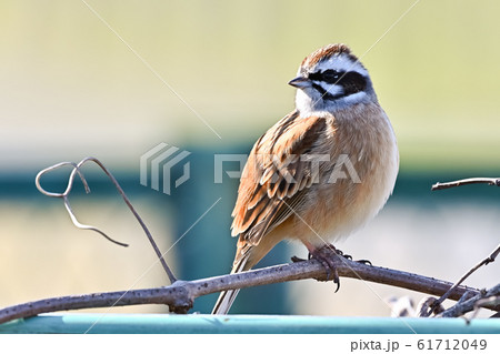 ホオジロ ホオジロ 61712049