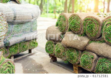 Stacks of green fresh rolled lawn grass on wooden pallet at dirt prepared for installation at city park or backyard on bright sunny day. Green tree forest on background. Gardening landcaping service 61712581