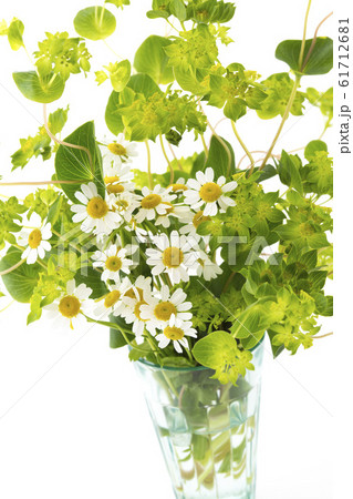 マトリカリアとププレリウム 61712681