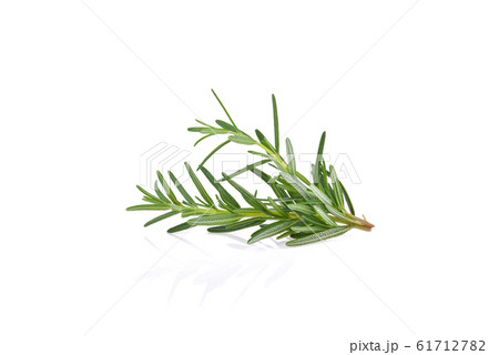 Rosemary isolated on white background. 61712782