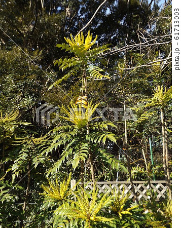 細葉ヒイラギナンテンとも言うマホニアの黄色い花 61713003