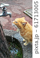 水を飲む猫 61713005