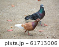 二羽の鳩 61713006