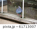 着地する鳩 61713007