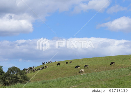 岩手　洋野　大野牧場　放牧される牛 61713159