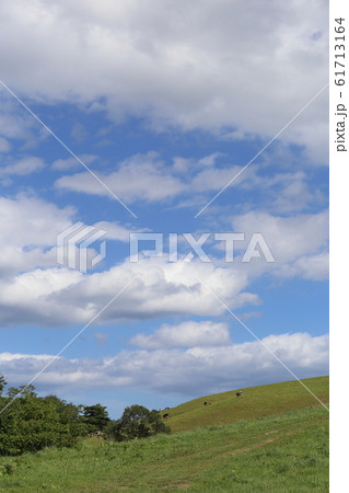 岩手　洋野　大野牧場　放牧される牛 61713164