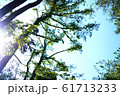 木漏れ日 61713233