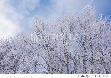 山形県蔵王温泉スキー場の霧氷 61713568