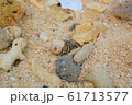 ヤドカリ 61713577