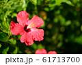 ハイビスカス 61713700
