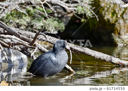 オオバン 61714550