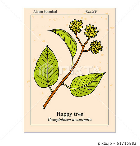 Happy or cancer tree camptotheca acuminata medicinal plant Happy or cancer tree camptotheca acuminata medicinal plant 61715882