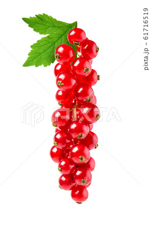 Currant red on white 61716519