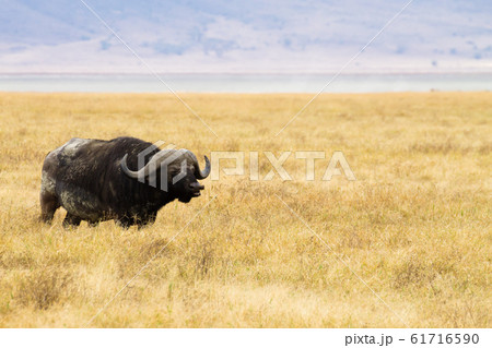 African buffalo close up. Ngorongoro Conservation 61716590