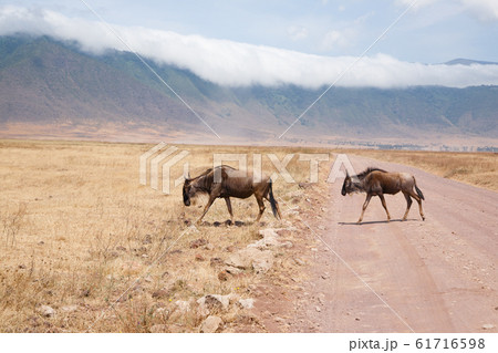 Wildebeest on Ngorongoro Conservation Area crater, 61716598