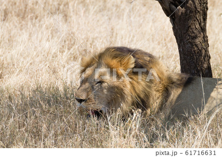 Lion at Serengeti National Park,  Tanzania, Africa 61716631