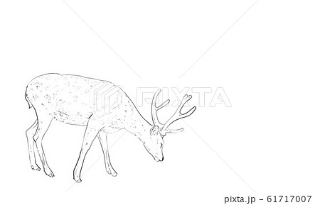 Realistic Line Drawing Of Sika Deer Stock Illustration