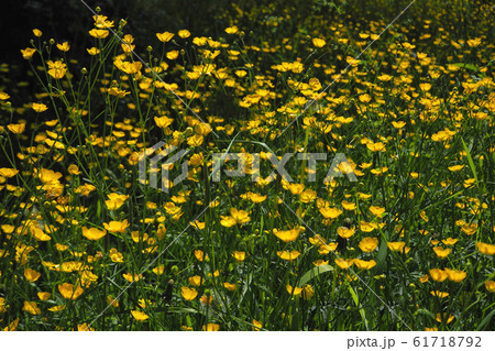 Amazing bright yellow buttercup flowers blooming Amazing bright yellow buttercup flowers blooming 61718792