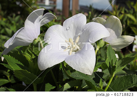Closeup of opened white balloon flowers in the garden Closeup of opened white balloon flowers in the garden 61718823