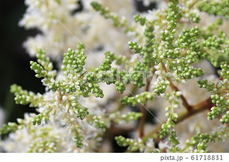 Macro view of green astilbe flower buds before they open 61718831