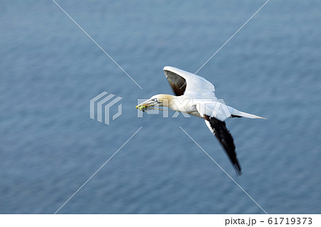 Flying Northern gannet (Morus bassanus) with Flying Northern gannet (Morus bassanus) with 61719373